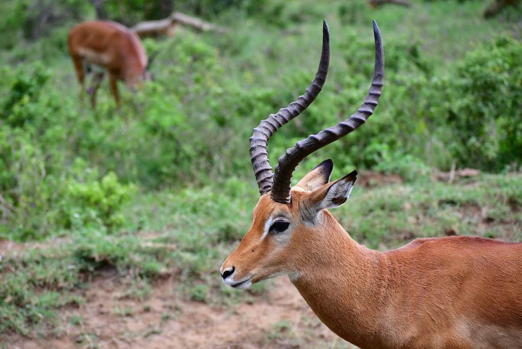 Lake Nakuru N.P.